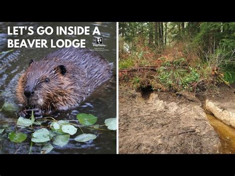 beaver lodge corvallis|Beaver Lodge Newsletter.